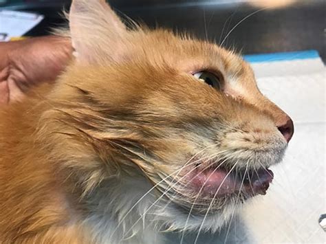 Lip Bumps Sores And Ulcers On Cats Pictures And Vet Advice Cat World