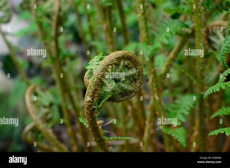 Fern Frond Unfurling With New Growth In The Spring In Vancouver