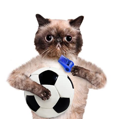 Cat With A White Soccer Ball Stock Photo Image Of Funny Happy 40551844