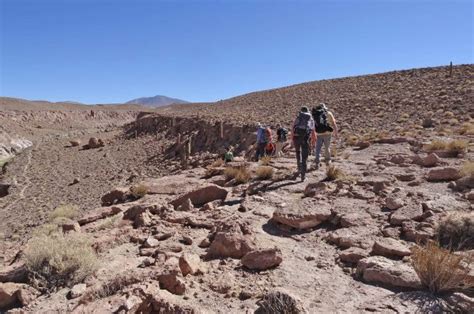 After roots form, it will be transplanted to a pot with cactus mix. Guatin • Punta del Inca - CHUCARO Turismo Aventura