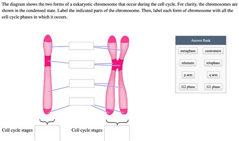 Solved The Diagram Shows The Two Forms Of A Eukaryotic