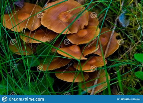 Brown Mushrooms In Grass Stock Photo Image Of Cooking 194934764