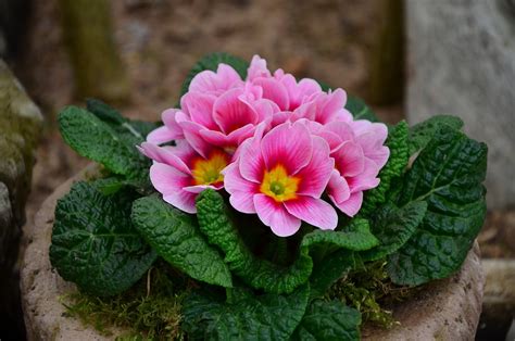 Primrose Pink Spring Free Photo On Pixabay Pixabay