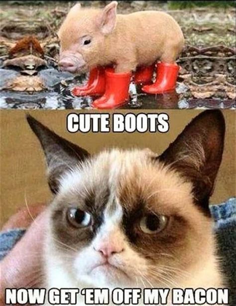 Top 30 Funny Animal Memes And Quotes Quotes And Humor