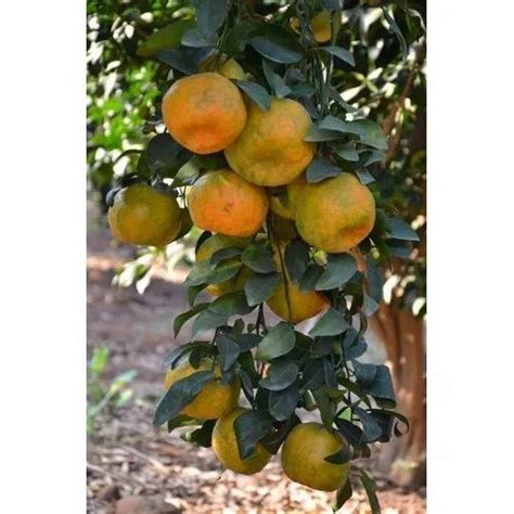 Maharashtra Fresh Nagpur Oranges At Rs 70000metric Ton In Nagpur Id