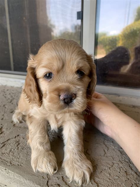 This cross brings out the best traits in both breeds. Cockapoo Puppies For Sale | Chandler, AZ #333223 | Petzlover