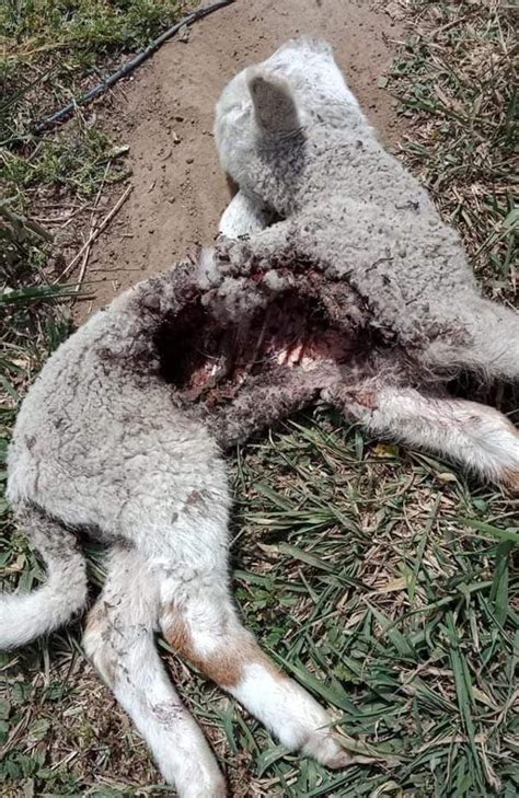 1080 Baiting Qld Four Pets From The Same Road Dead From Suspected