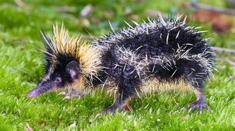 The Spikes Of The Lowland Streaked Tenrec Dont Just Look Tough On Its