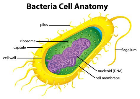 Structure Of A Bacterial Cell Anatomy Vector Illustration Isolated On