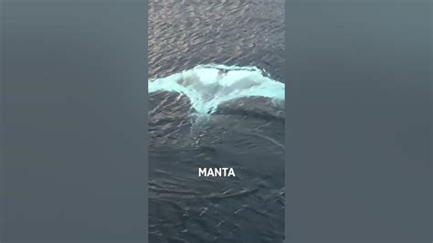 Rare White Manta Ray Spotted Youtube