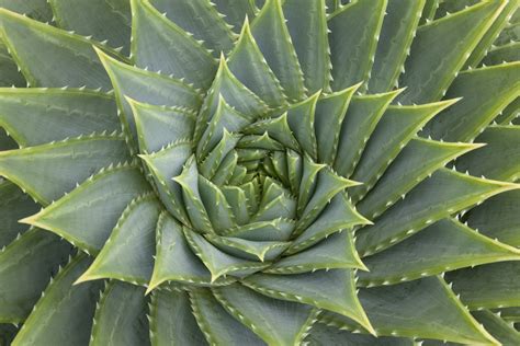 The golden ratio, which is one of the most famous irrational numbers that go on forever, appears in nature and some pieces of art. How the Golden Ratio Manifests in Nature