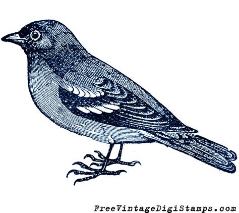 Free Vintage Digital Stamps Free Printable Image Sweet Sparrow Bird
