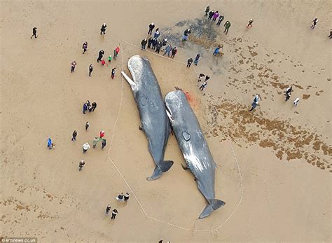 Dead Sperm Whales Washed Up On British Beaches Attract Graffiti And Selfies Daily Mail Online