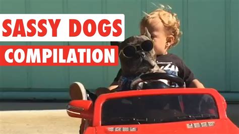 Sassy Dogs Video Compilation 2016 Youtube