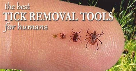 How To Remove A Tick Head From A Dog Wiki Hows