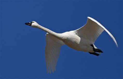 Tundra Swans 14 2020 Flk Bruce Flickr