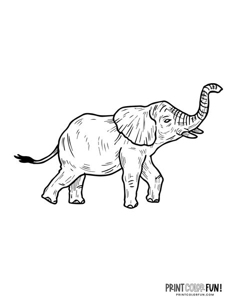 6 Realistic Elephant Coloring Pages To Print Print Color Fun