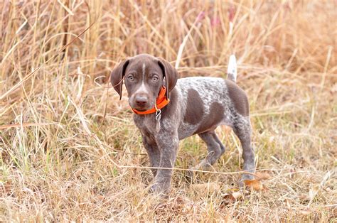 Konza The Konqueror 8 Week Old German Shorthaired Pointer Strong