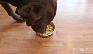 Moisture is so incredibly important in a cat's diet, especially if they are experiencing discomfort due to inflammation, unnatural ph, and crystal formation. Homemade Dog Food for Urinary Tract Health Recipe