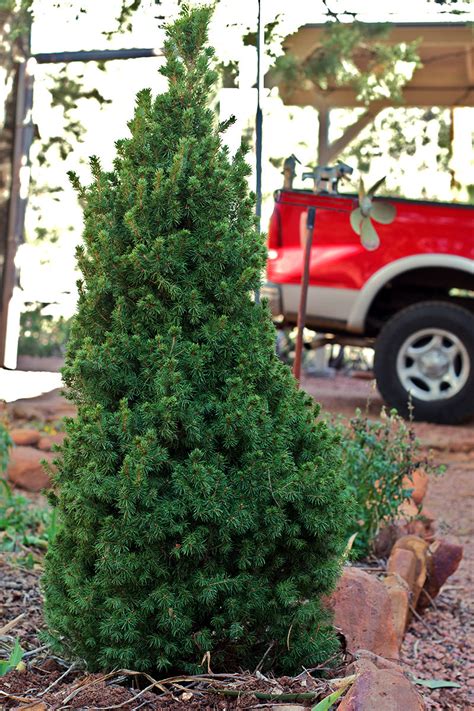 How To Grow Your Own Christmas Tree Plants Hobby Farms
