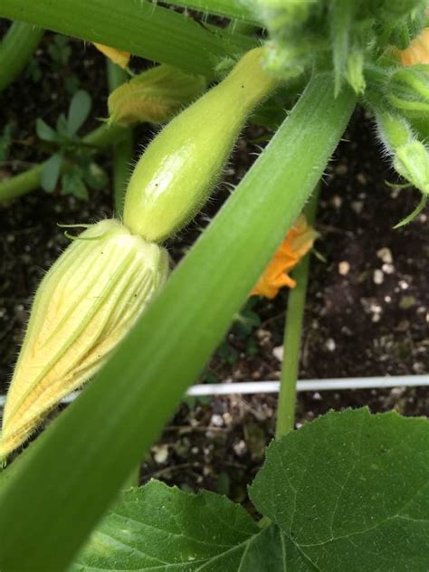 General information most summer squash plants grow in a bush form, and the fruits are harvested young when their outer skin is still soft, and seeds are immature. Growing Summer Squash | ThriftyFun