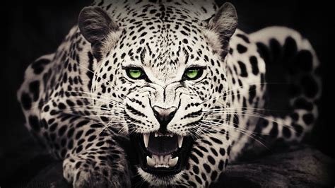 صور الفهد الاسود عالية الدقة خلفيات الفهد المتنوعة 2023 Cheetah