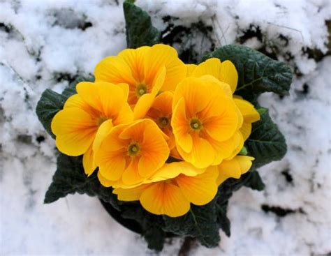 Decorate Your Garden With These Beautiful Cold Weather Flowers Alices