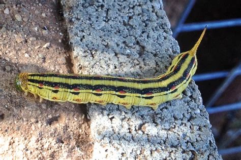 common caterpillars — texas insect identification tools