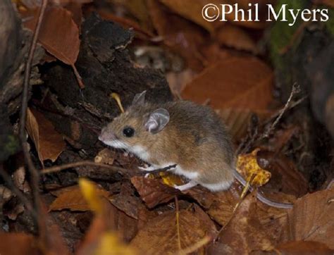 White Footed Deermouse Tennessee Wildlife Resources Agency