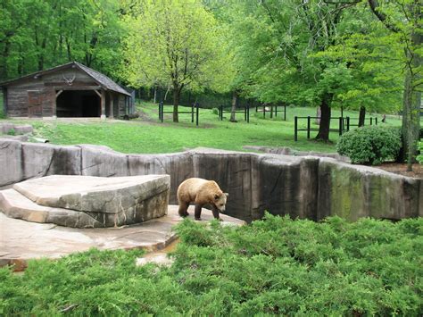 Grizzly Bear Exhibit With Elk Or Red Deer Exhibit In Background Zoochat