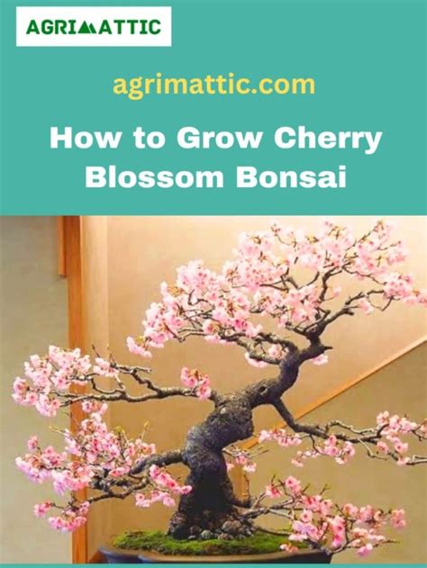 How To Grow Cherry Blossom Bonsai Agrimattic