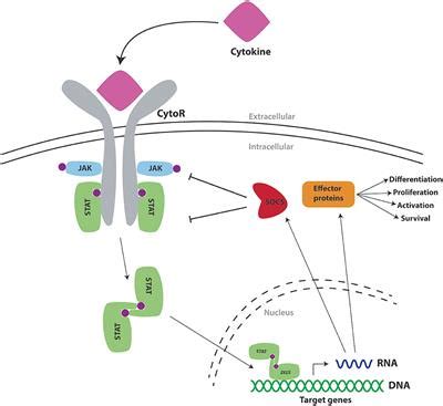 Frontiers Socs Proteins In Immunity Inflammatory Diseases And