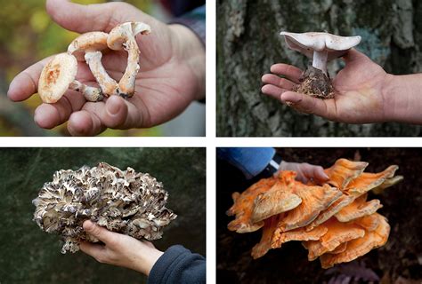 Sex Death And Mushrooms The New York Times