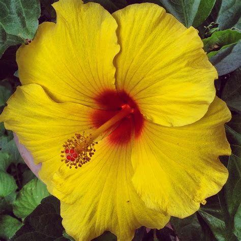 Yellow Hibiscus Yellow Hibiscus Flower Aesthetic Hibiscus