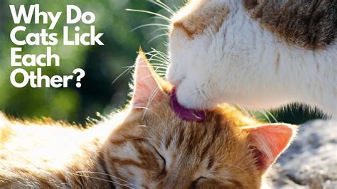 Why Do Cats Lick Each Other The Fascinating Reasons Why