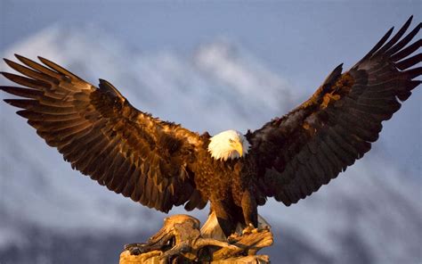 3d Flying Bald Eagle Hd Wallpaper Free Eagle With Spread Wings