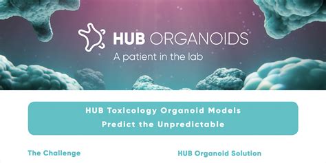 Hub Toxicology Organoid Models Hub Organoids