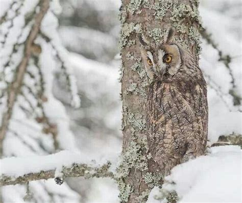Beautiful Long Eared Owl Owl Owl Bird