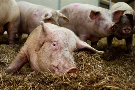 Group Housing Systems And Their Influence On Sows Pig Progress