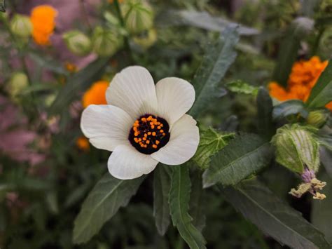 Flower Of An Hour Plant Information On Hibiscus Flower Of An Hour