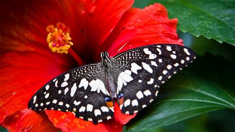 Black And White Butterfly On A Red Hibiscus Flower Wallpapers And