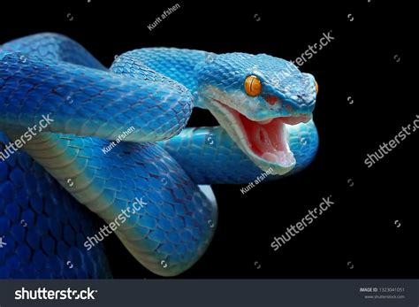Blue Viper Snake Closeup Face Viper Stock Photo 1323041051