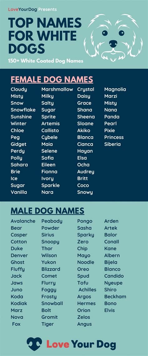 White Dog Names Over 150 Of The Best Names For Your White Pup Dog