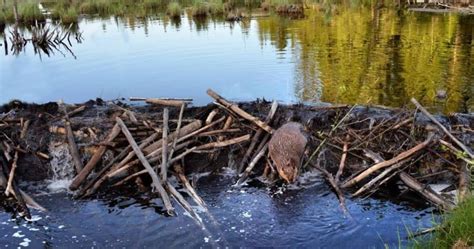 Beavers Turning Interlake Farmlands Into Flooded War Zone Cattle