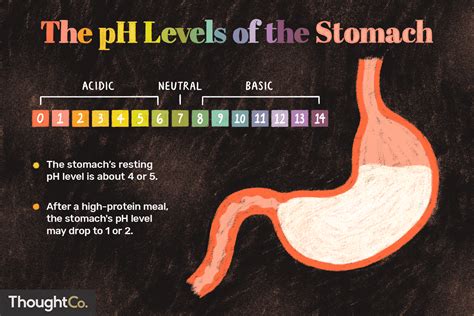 Stomach Acid Ph