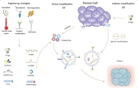 Strategies For Engineering Extracellular Vesicles EVs Including