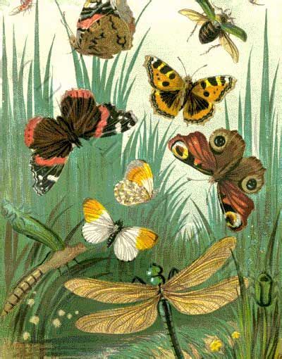 Butterflies And Dragonflies Are Flying Around In The Grass