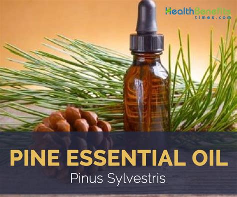 Pine Essential Oil Facts And Health Benefits