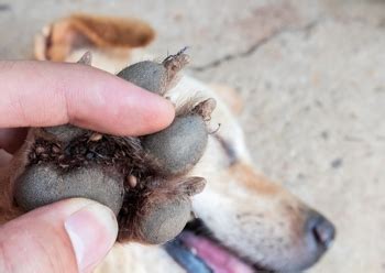 We did not find results for: Ticks and How to Prevent Them on Dogs | Health | Articles ...