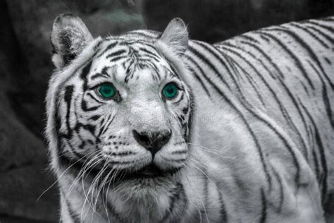 White Tiger With Blue Eyes Wallpapers